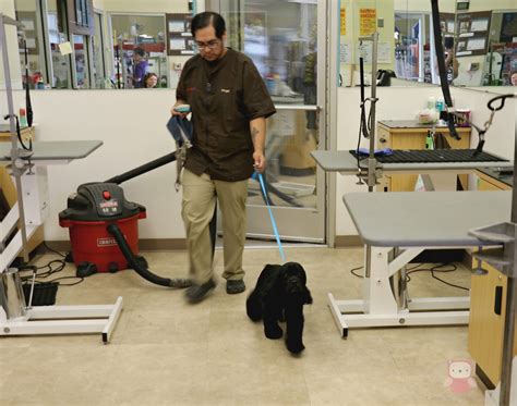 Petco grooming requirements. Things To Know About Petco grooming requirements. 